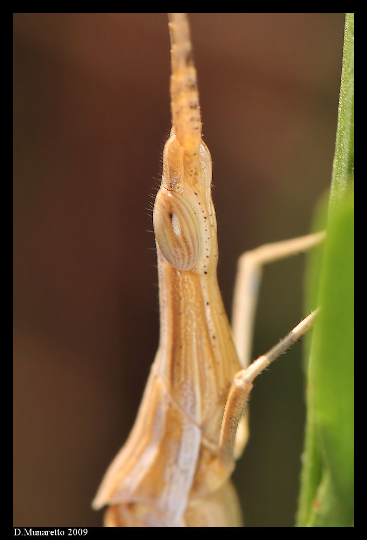 Insetto non identificato... f16 vs f32